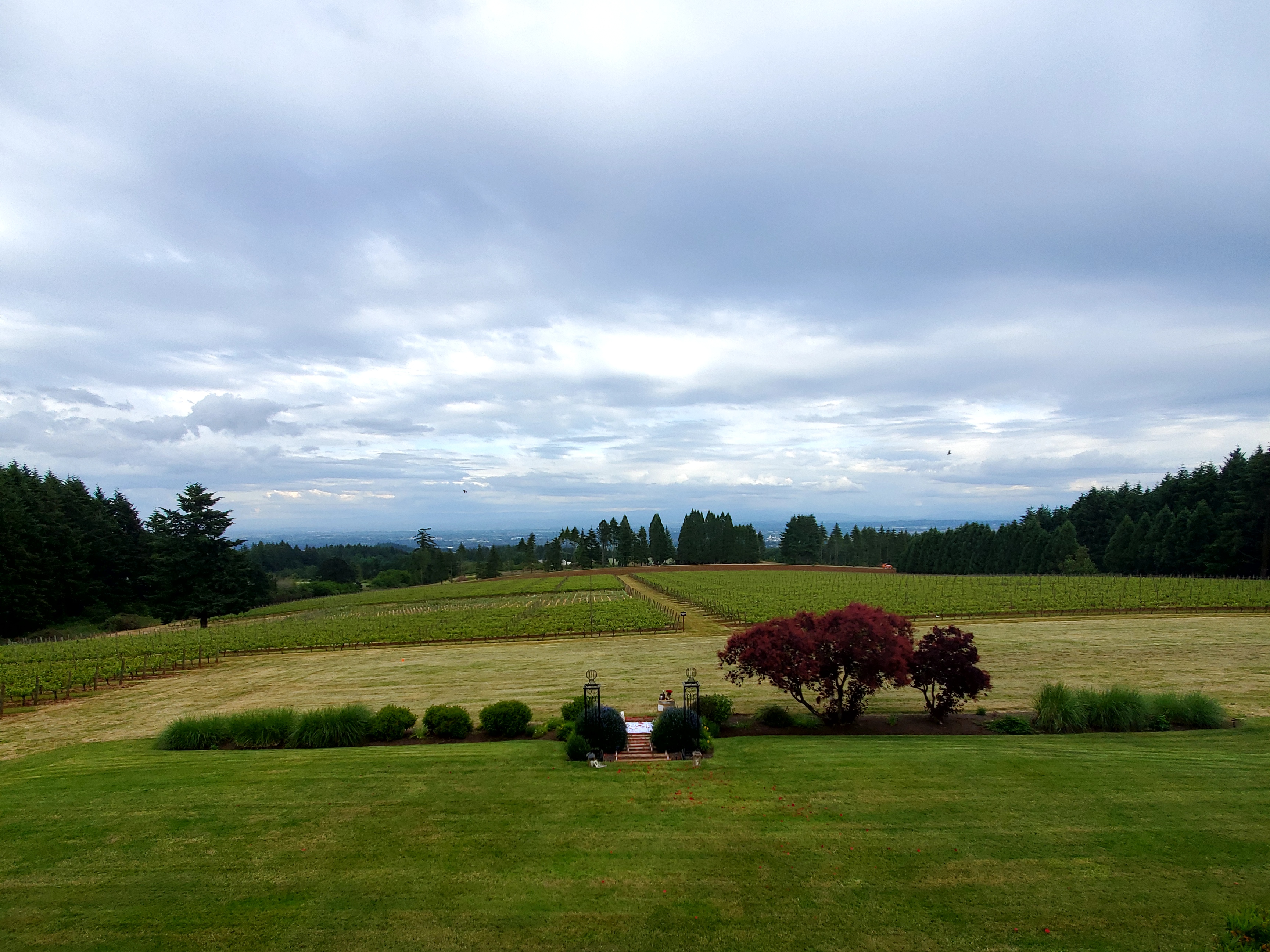 A vineyard in the Willamette Valley with an overcast sky.
