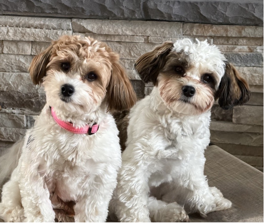 Picture3 Two Havanese puppies sit on a cushion in front of a brick wall.