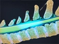 cervepisteroid_120