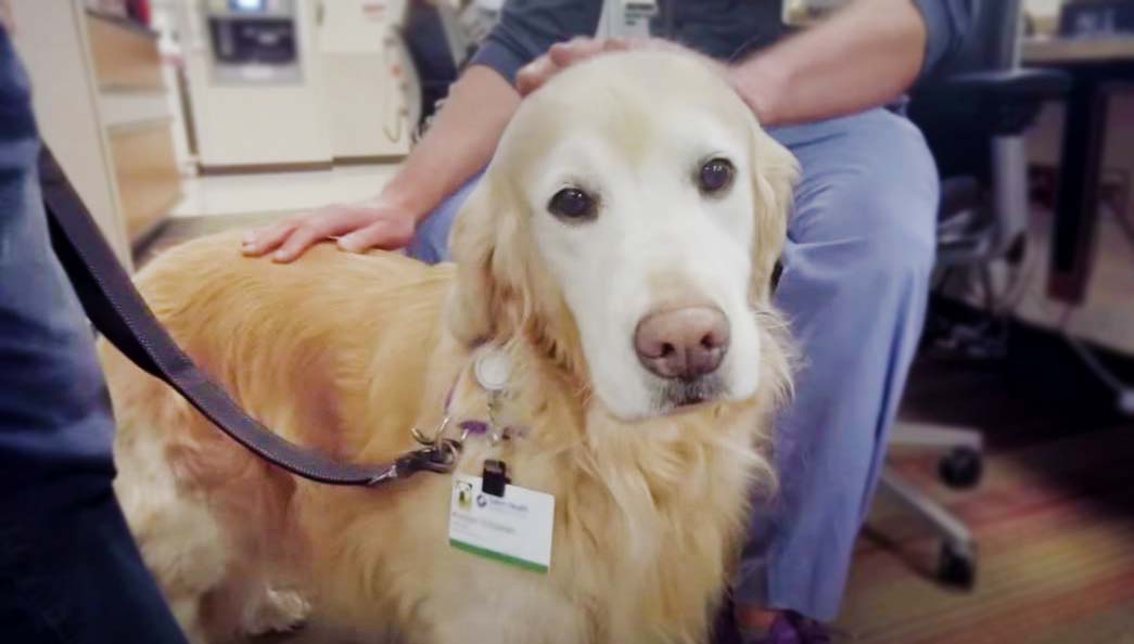 An amazing pet therapy dog