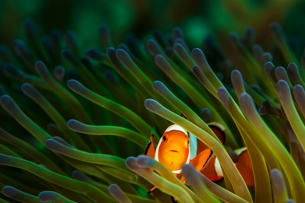 Clownfish Clownfish