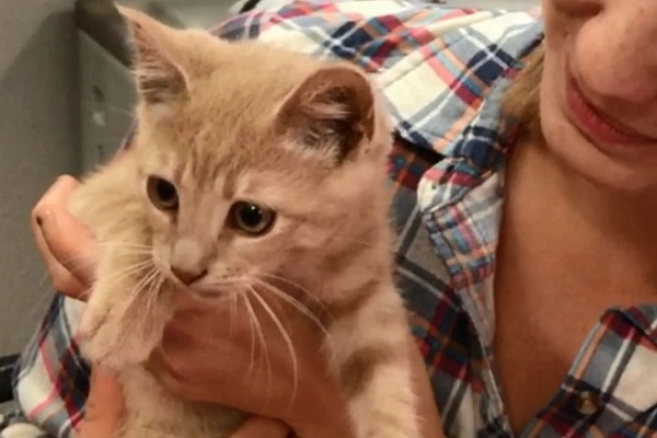 a nurse in a plaid shirt holds a kitten