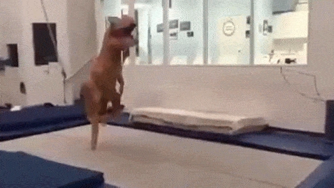 trampoline gif